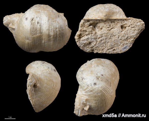 Chaoiella, Productida