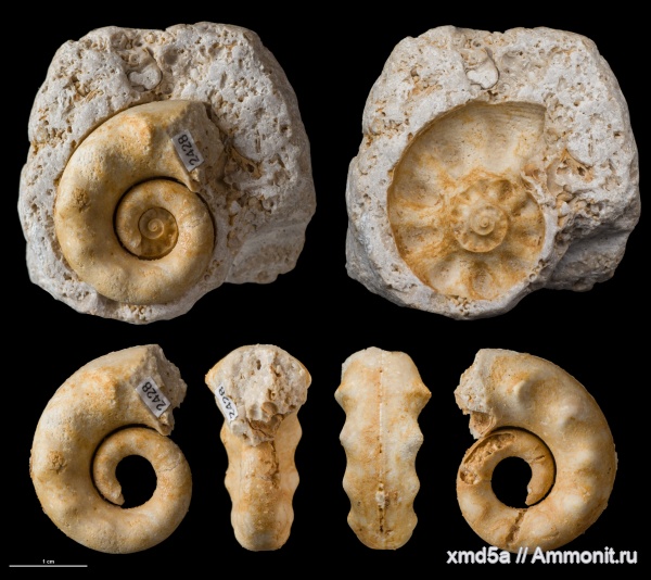 Porcellia, porcelliidae