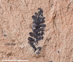 Растение #2509 Растение #2509