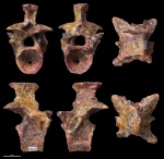 Позвонок Karpinskiosaurus secundus #2553