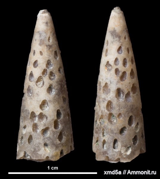 белемниты, Belemnitida