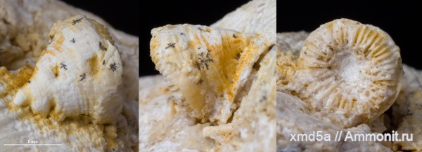 Pseudobradyphyllum, Pseudobradyphyllum serpens