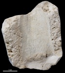 Мшанка на определение #2608