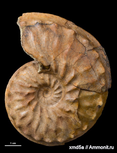 Schloenbachia, Schloenbachia varians