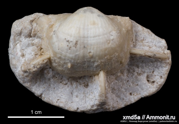 Kozlowskia, Kozlowskia borealis