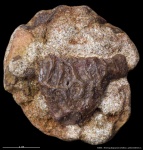 Покровная пластина тетрапода #2866