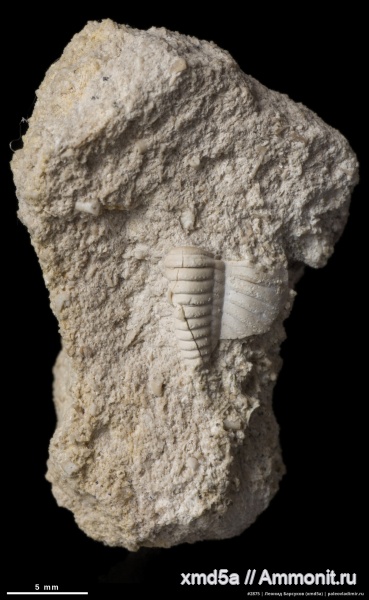 Калужская область, карбон