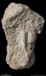 Трилобит #2875