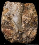 Косточка тетрапода #2881