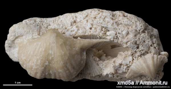 Brachythyrina, аномалии