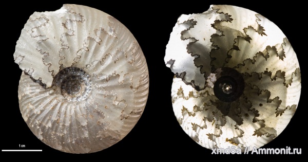 Temnoptychites, Temnoptychites elegans