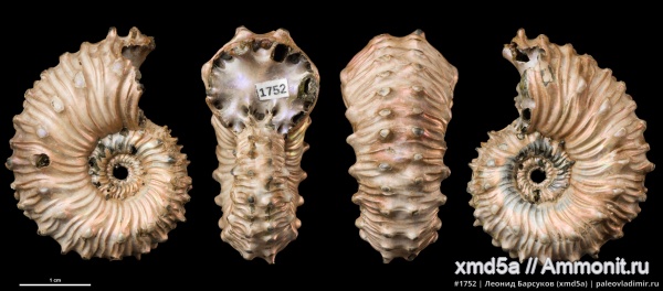 Kosmoceras, Kosmoceras spinosum