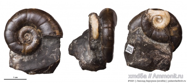 Dinolytoceras zhivagoi, Dinolytoceras