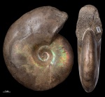 Anadesmoceras vladimirovi #1482