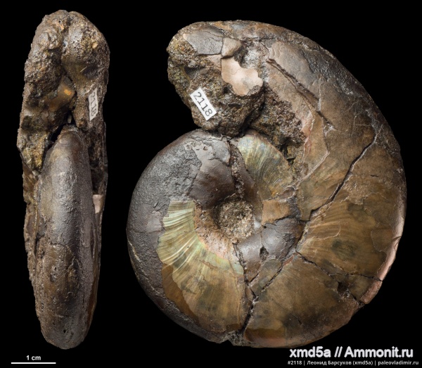 Anadesmoceras, Anadesmoceras strangulatum