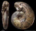 Anadesmoceras strangulatum #2118