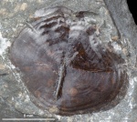 Чешуйка рыбы #2022