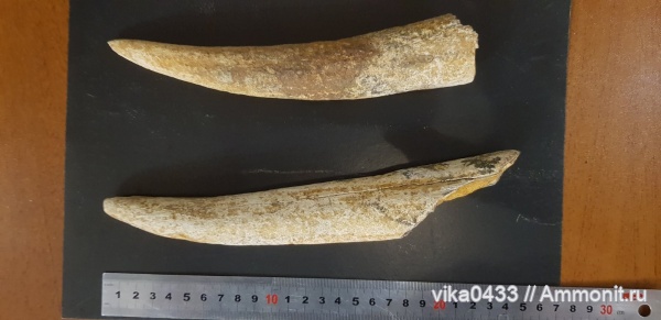 Мамонтовый период