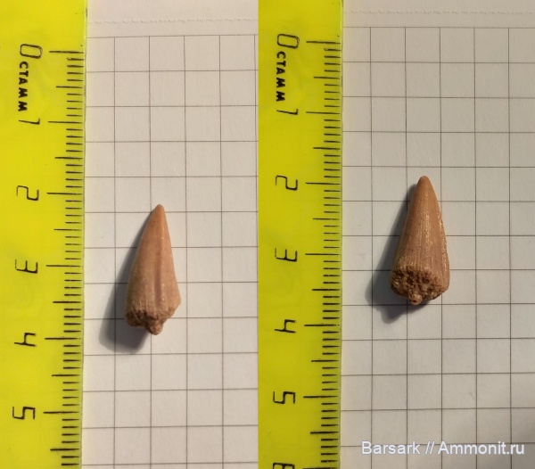 Рыбы Девона