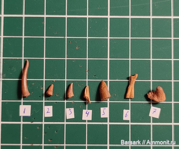 девон, рыбы, Ленинградская область, Оредеж