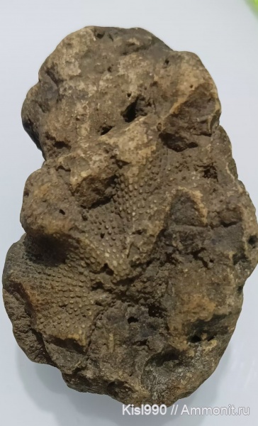 На определение окаменнелости