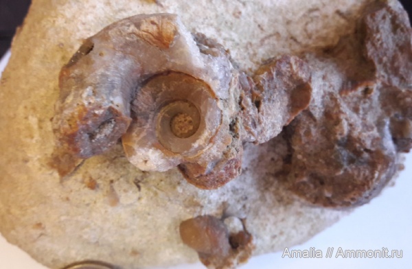 карбон, брюхоногие моллюски