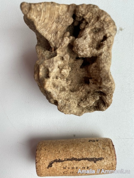 карбон, кораллы, Chaetetes, Тверская область, Торжок