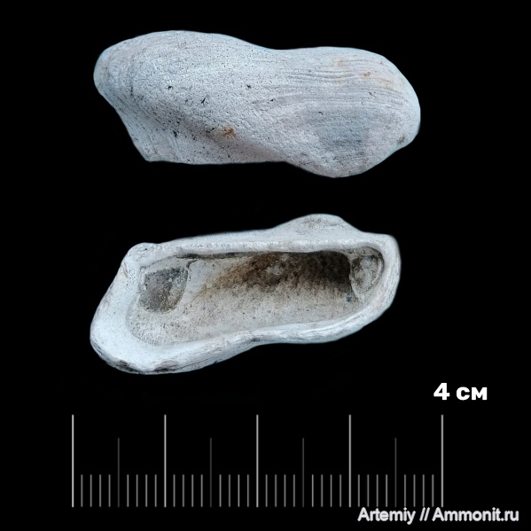 моллюски, юра, юрский период, Cosmetodon