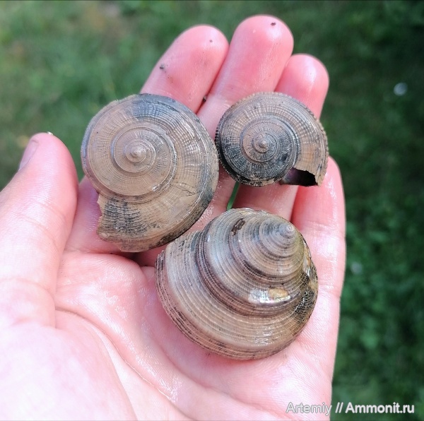 гастроподы, юра, оксфорд, Bathrotomaria, брюхоногие моллюски, Obornella