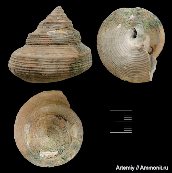 гастроподы, моллюски, юра, оксфорд, Bathrotomaria, Bathrotomaria muensteri