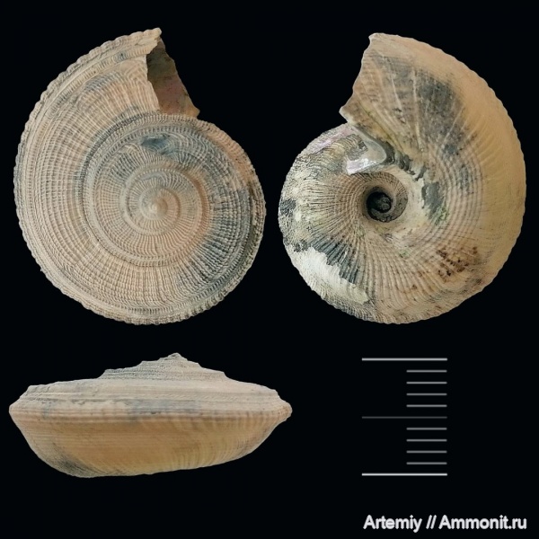 гастроподы, юра, оксфорд, брюхоногие моллюски, Obornella