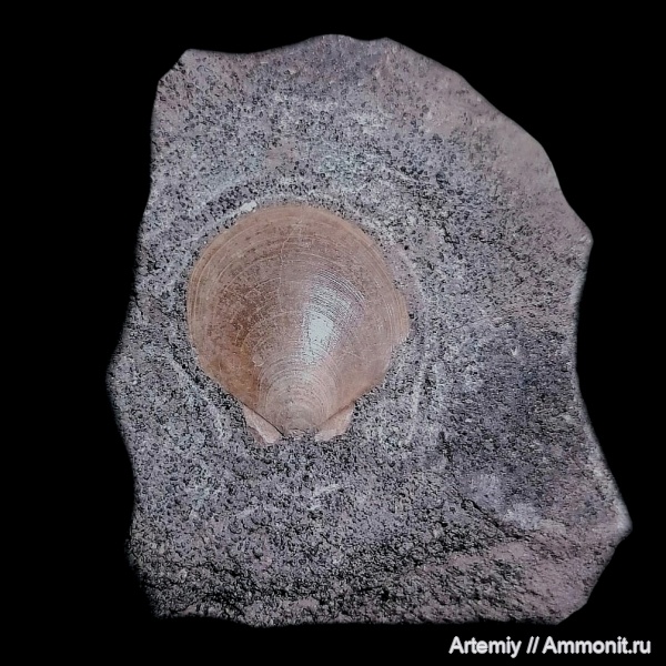 моллюски, юра, двустворчатые моллюски, Entolium