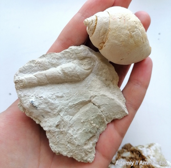 Strobeus, подольский горизонт, Soleniscus, Orthonema