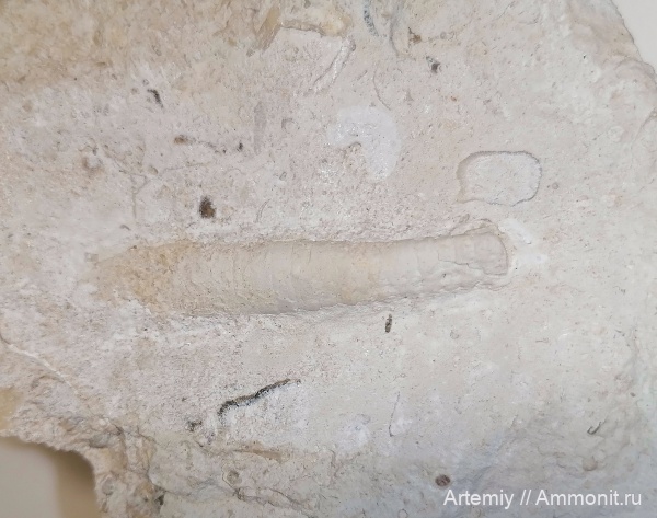 Mooreoceras, подольский горизонт