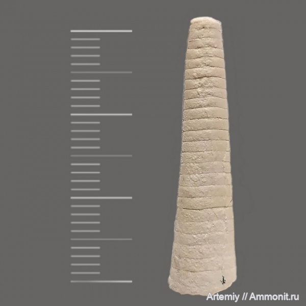 Mooreoceras, подольский горизонт