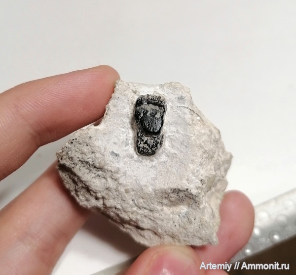 зубы, хрящевые рыбы, подольский горизонт