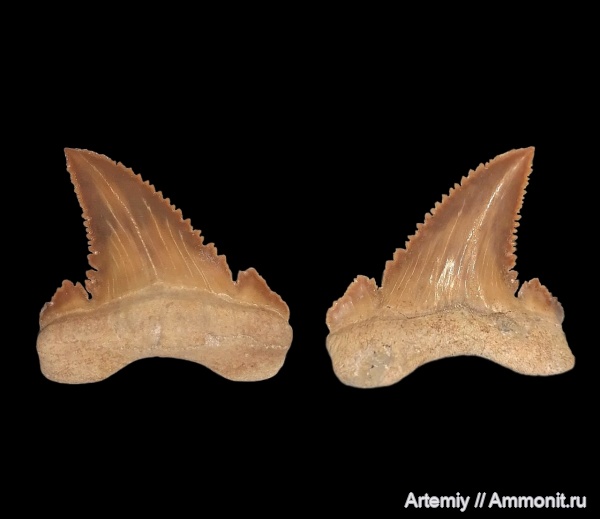 зубы, акулы, Palaeocarcharodon, Palaeocarcharodon orientalis