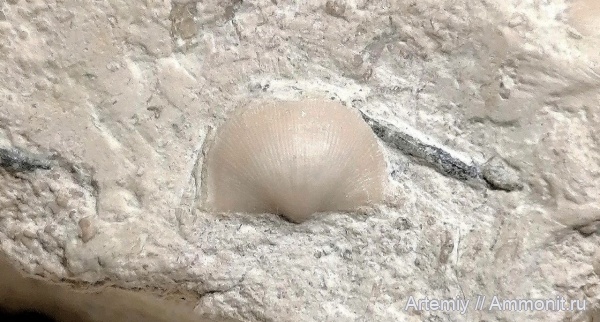 подольский горизонт, Neochonetes