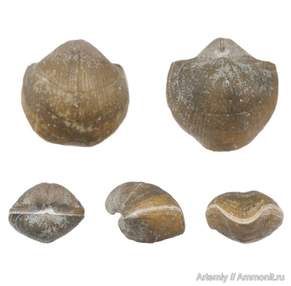 Choristites, подольский горизонт, Choristites mosquensis