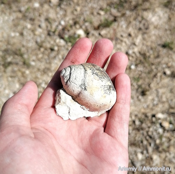 подольский горизонт, Soleniscus