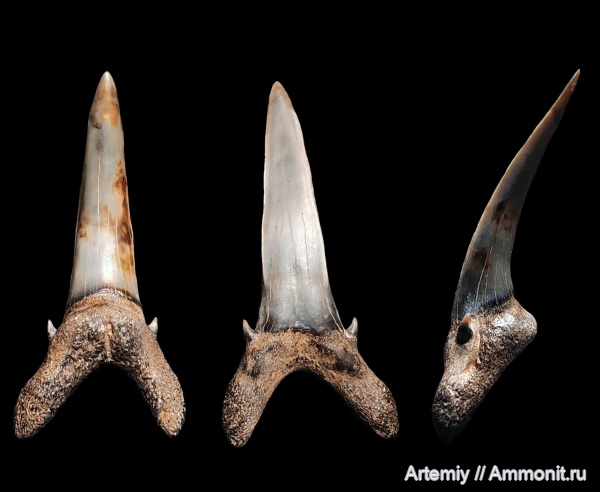 зубы, акулы, приабон, Araloselachus, Araloselachus turgaensis