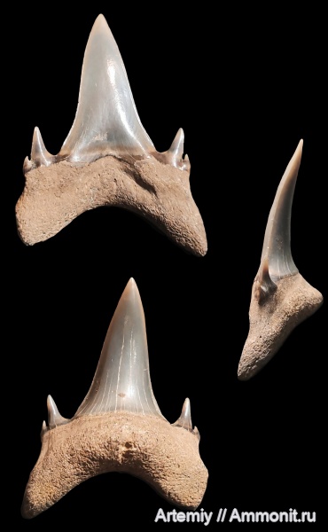 зубы, хрящевые рыбы, акулы, зубы акул, Jaekelotodus, приабон, Jaekelotodus trigonalis, Jaekelotodontidae