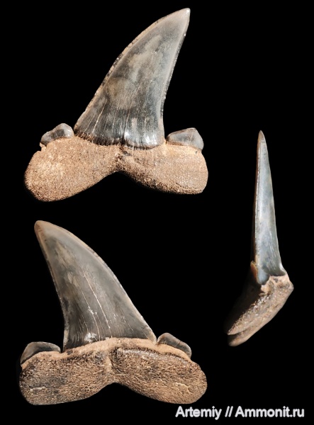 хрящевые рыбы, акулы, зубы акул, Striatolamia, Striatolamia macrota, приабон