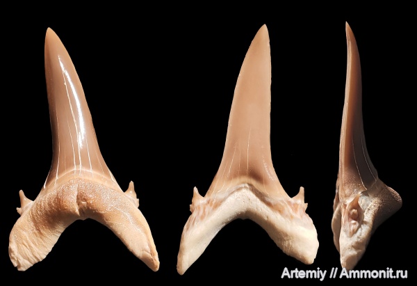 зубы, хрящевые рыбы, акулы, зубы акул, бартон, Jaekelotodus, Jaekelotodus trigonalis, Jaekelotodontidae