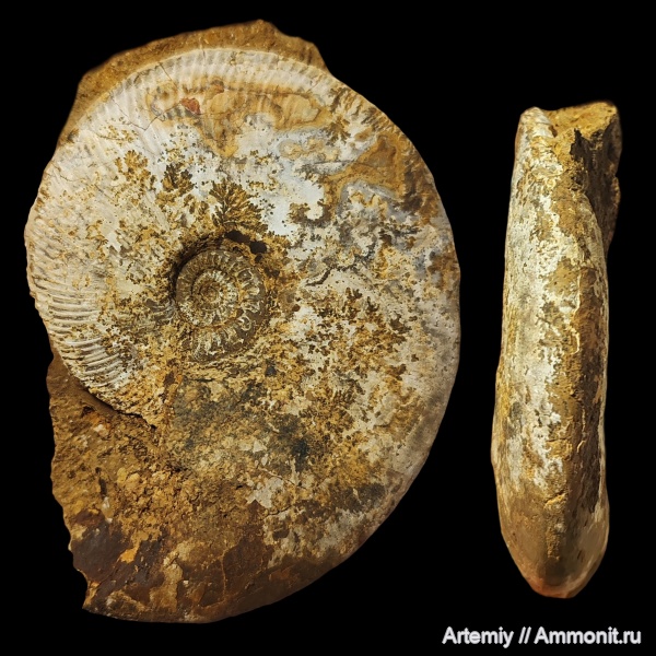 Kosmoceras, Kosmoceras medea