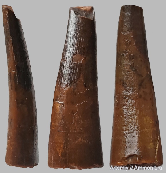 птерозавры, зубы