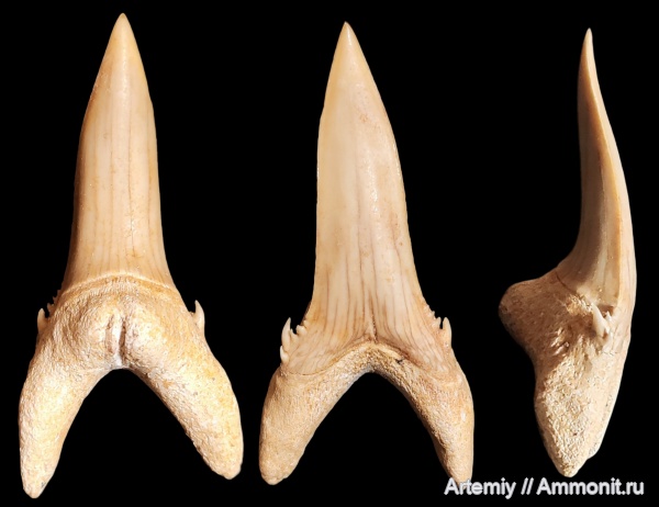 зубы, хрящевые рыбы, акулы, Jaekelotodus, ипр, Jaekelotodus robustus, Jaekelotodontidae