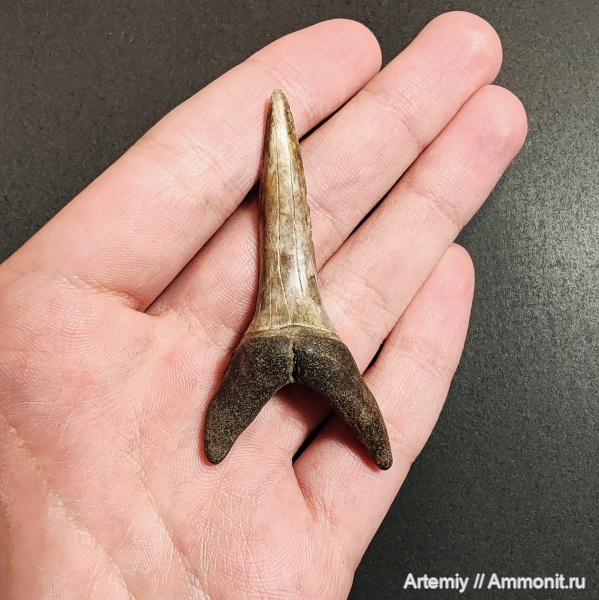 зубы, хрящевые рыбы, акулы, Striatolamia, Striatolamia macrota, приабон