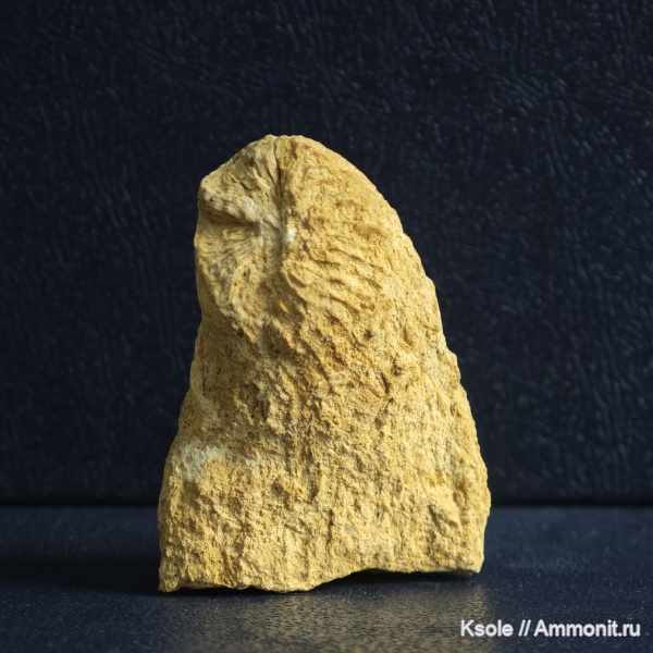 Гжельский карбон 19.11.2025