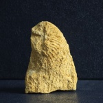 Одиночный коралл